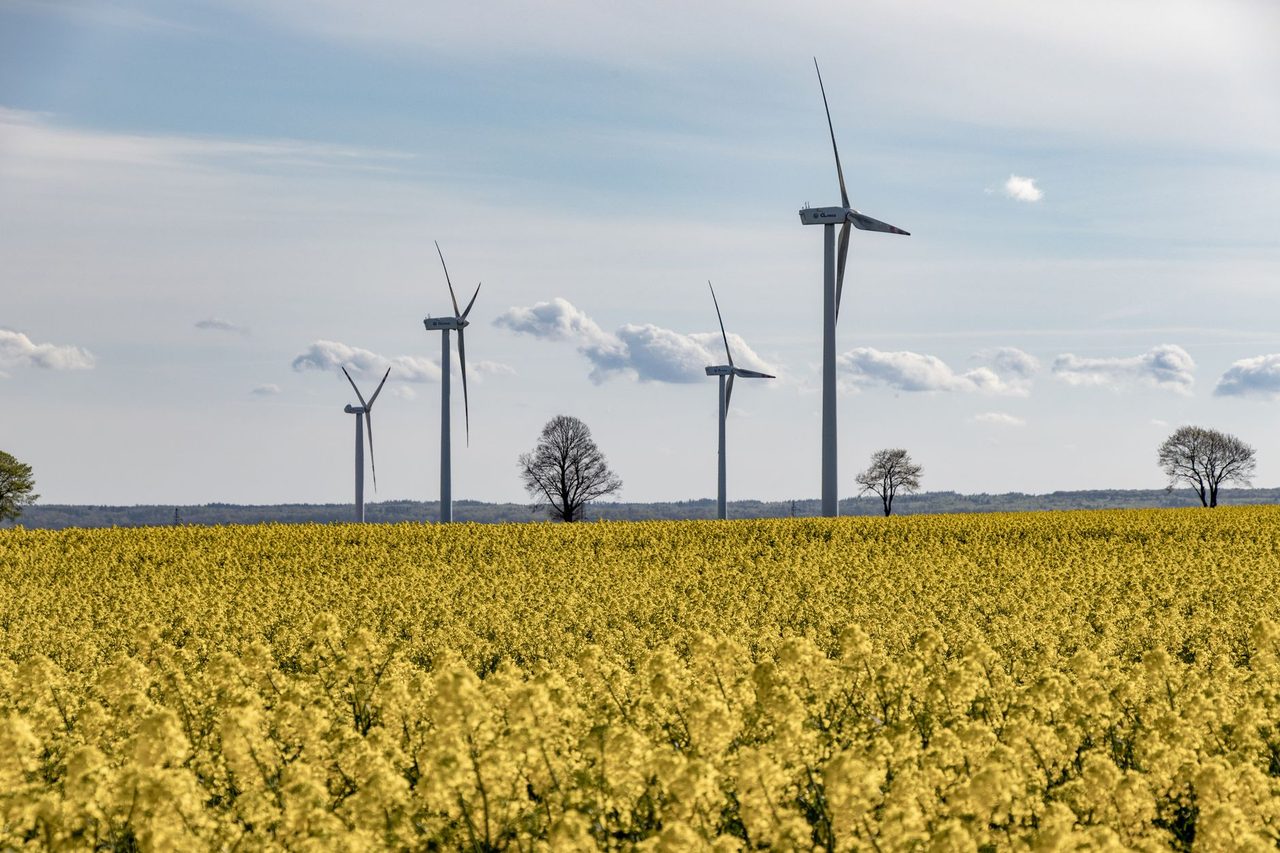 Wind turbines above a field of yellow rapeseed